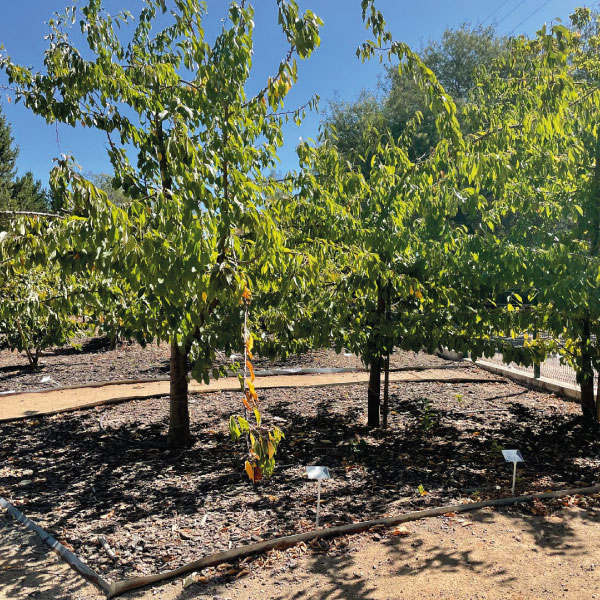 Jardín Frutal Docente – Universidad de Talca